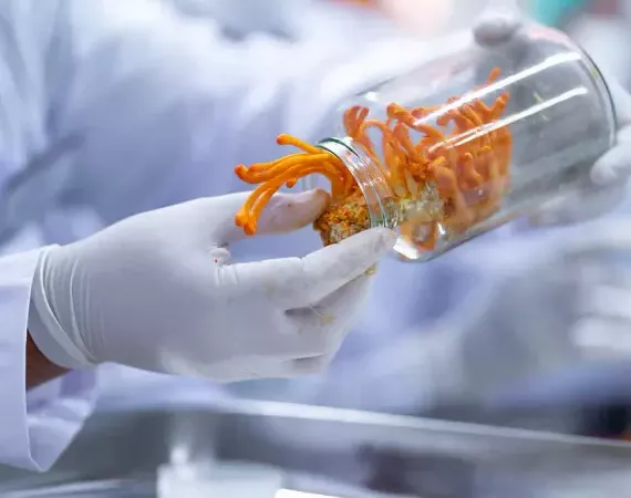 Person im Labor entnimmt einen Pilz aus einem Glasgefäß.