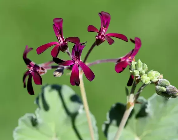 Pelargonium sidoides, Umckaloabo, Heilpflanze