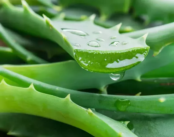 Aloe vera, Blätter, eines davon angeschnitten und Saft tropft heraus.